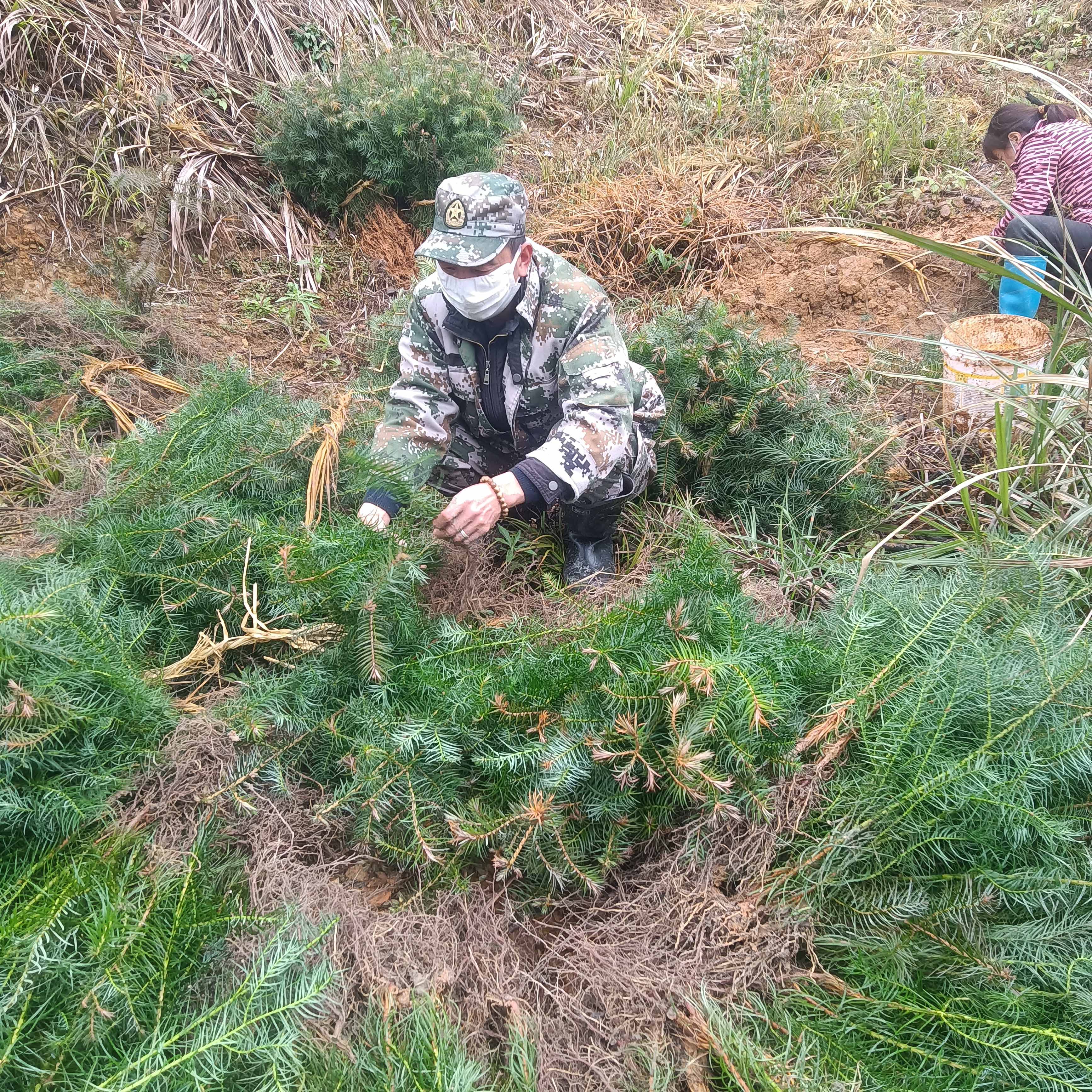 春风拂绿，万象更新，植树造林正当时